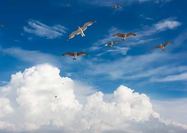 Blue Sky White Cloud