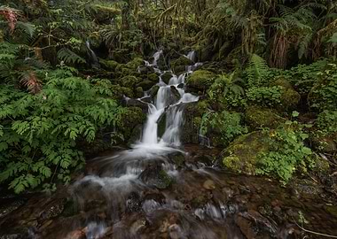 Zen in the rainforest