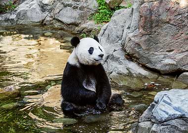 Panda in the wild