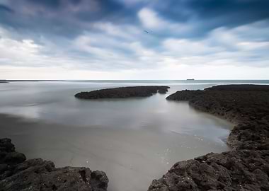 Algae Reef Landscape