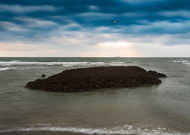 Algae Reef Landscape