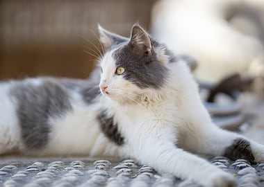 Cat Cats Feline Kitty