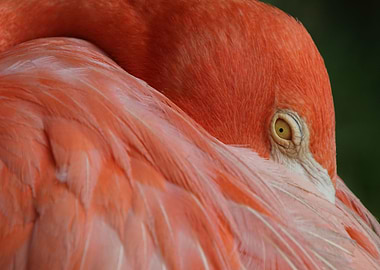 Flamingo eyes