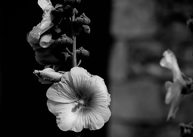Closeup of a Hollyhock