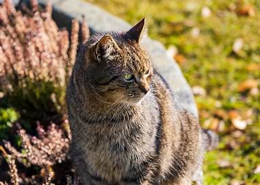 Cat Cats Feline Kitty