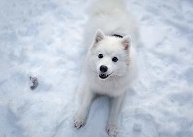 animal snowdog