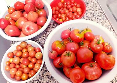 Assorted tomatoes