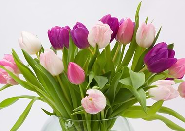 Tulips in a Vase