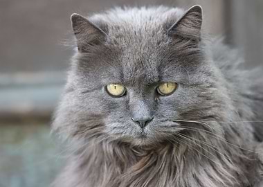 Cat Cats Feline Kitty