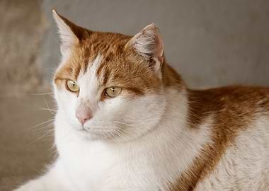 Cat Cats Feline Kitty