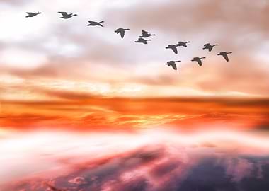 Phenomenal Migration