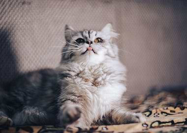 Cat Cats Feline Kitty