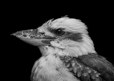 Kookaburra