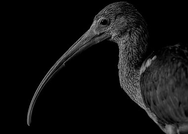 Ibis