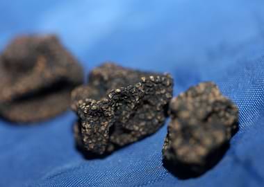Wild black truffles macro
