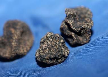 Wild black truffles macro