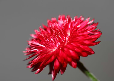 Red helichrysum flowering