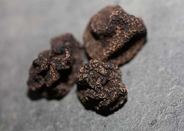 Truffles tuber mushrooms
