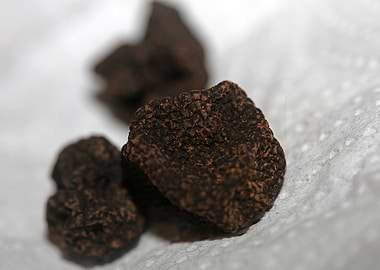 Summer wild black truffles