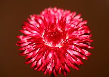 Red helichrysum flowering
