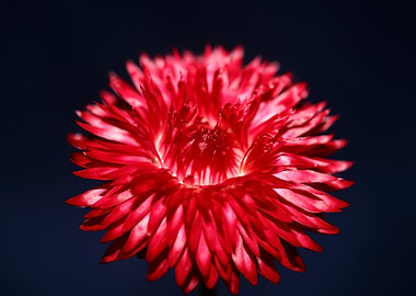 Red helichrysum flowering