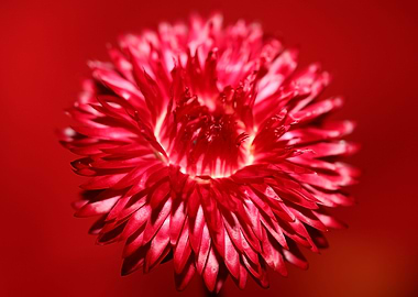 Helichrysum flower blossom