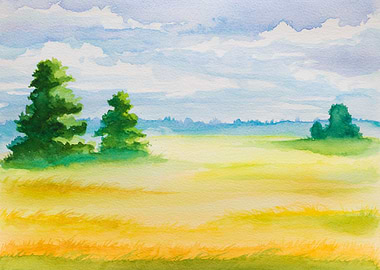 Yellow Butterweed Field