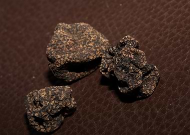Truffles tuber mushrooms