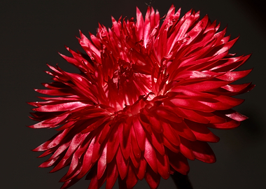 Helichrysum flower closeup