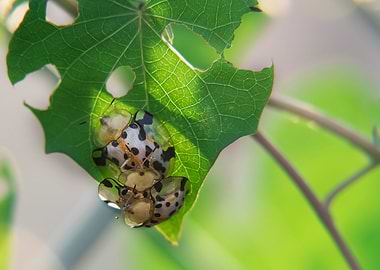 Star Spot Ladybug