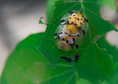 Star Spot Ladybug