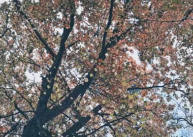 Autumn deciduous tree