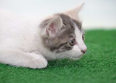 Cat Cats Feline Kitty