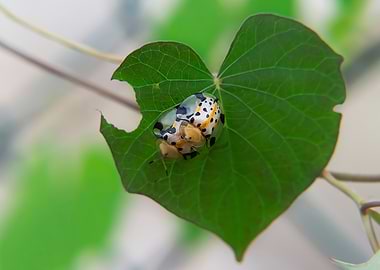 Star Spot Ladybug