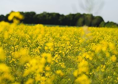 Rapeseed field