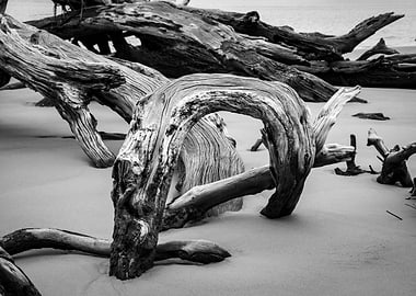 Driftwood Black and White
