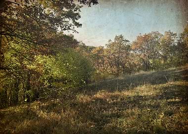 Vintage forest landscape