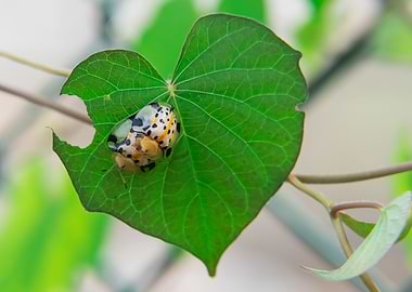 Star Spot Ladybug