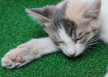 Cat Cats Feline Kitty