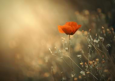 Red field poppy in meadow