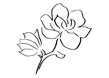 Magnolia Line Art Minimal
