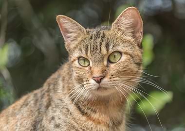 Cat Cats Feline Kitty