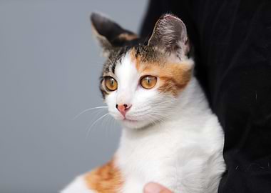 Cat Cats Feline Kitty