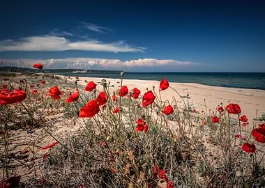 Beach,red poppies,Bulgaria