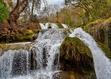 Photography of a forest