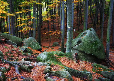 Autumn Mountain Forest