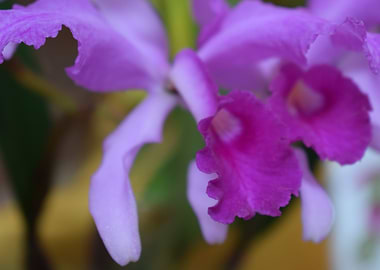 Cattleya lawrenceana 1