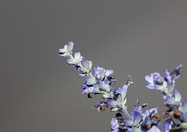 Salvia divinorum flowering