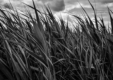 Cattail field in grey