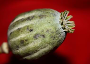 Papaver somniferum fruit